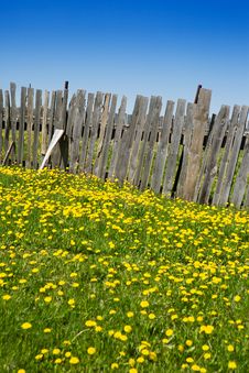 Wooden Fence And Yellow Dandelions Stock Photos Wooden Fence And Yellow Dandelions Stock Photos