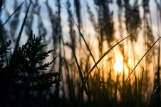 Field At Sunset Royalty Free Stock Photo Field At Sunset Royalty Free Stock Photo