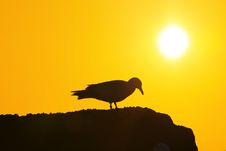 Seagull Sunset Royalty Free Stock Photo