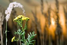 Tansy At Sunset Royalty Free Stock Photos Tansy At Sunset Royalty Free Stock Photos