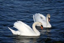 Graceful Couple Of White Swans Royalty Free Stock Photos Graceful Couple Of White Swans Royalty Free Stock Photos