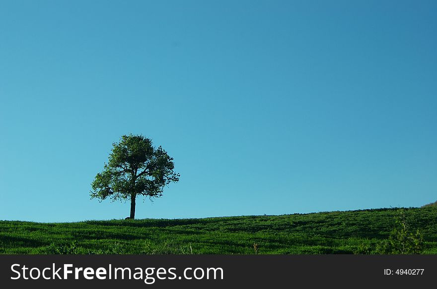 A lonely tree front of blue sky.