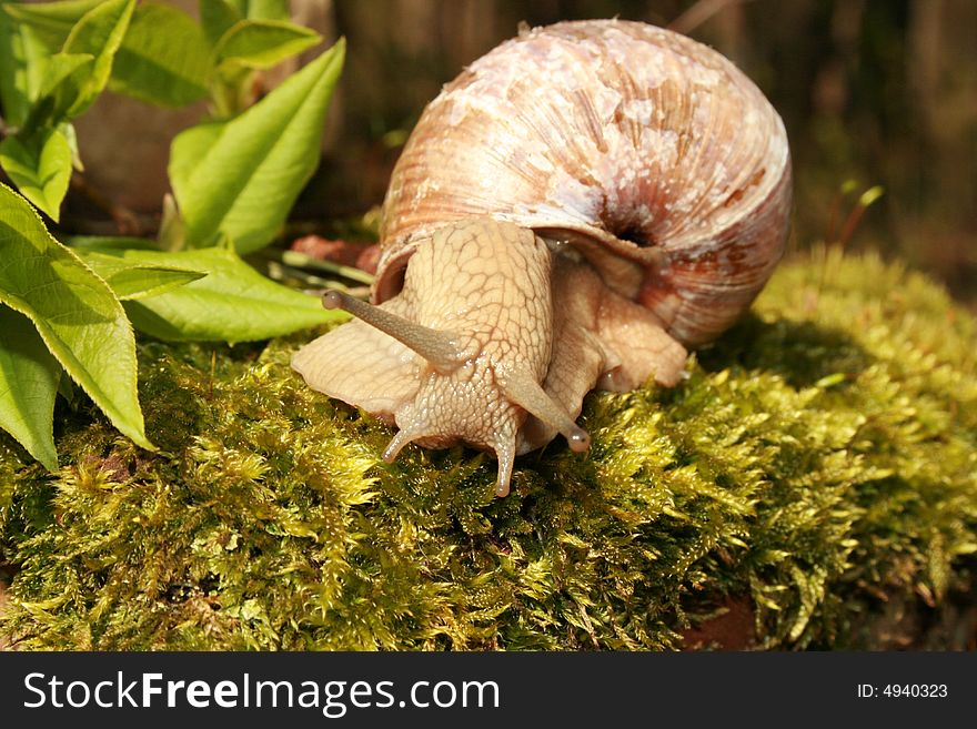 A snail on the moss