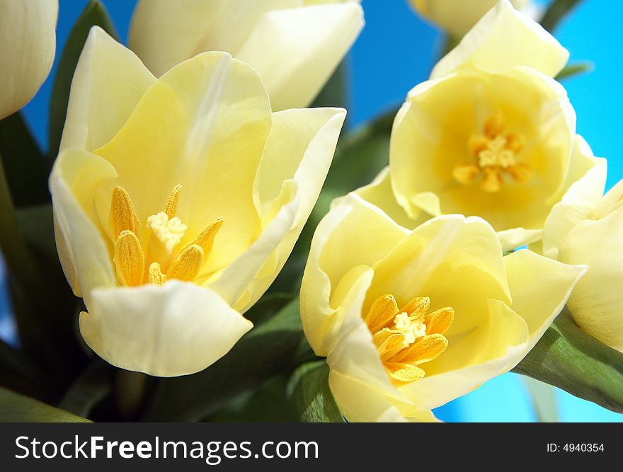 White tulips, spring, flower, floral