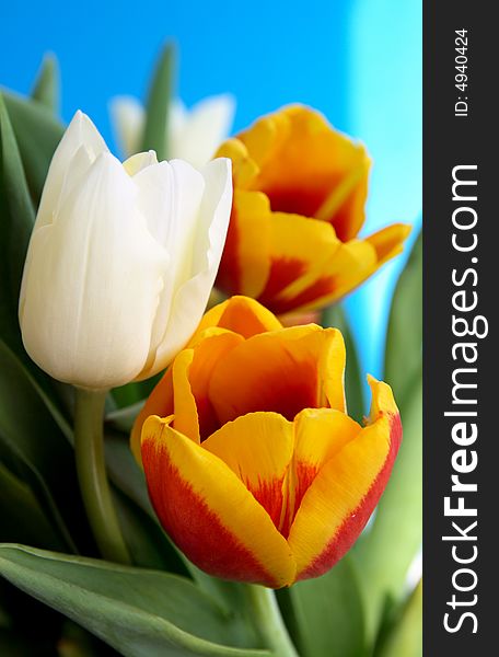 White and red tulips, spring