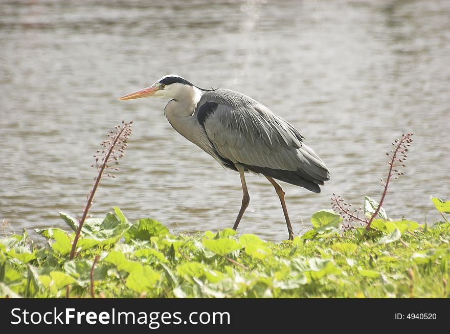 Grey heron standing at the edge of a Dutch canal