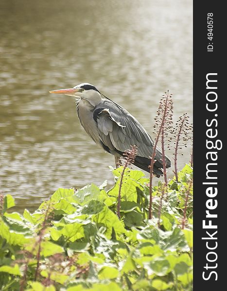 Grey heron standing at the edge of a Dutch canal