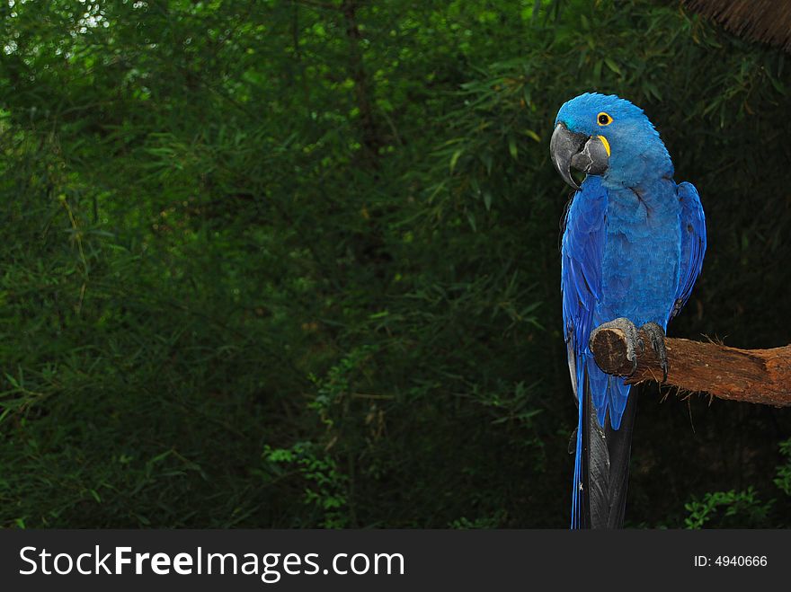 Blue parrot looking to the side with green jungle background