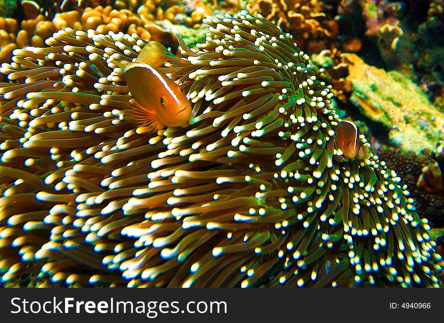 Orange fish swimming on anemona
