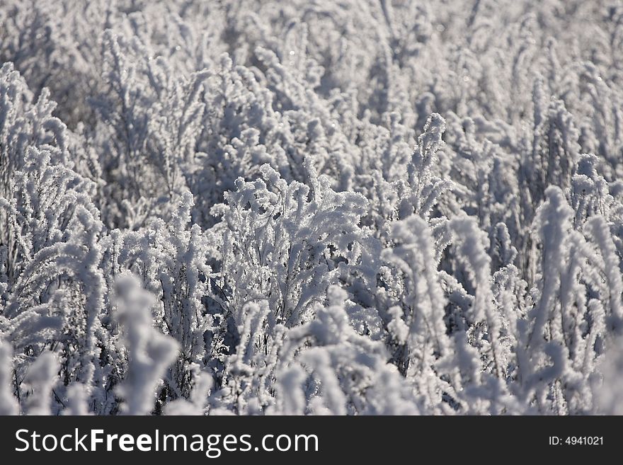 Winter abstract plant snow nature cold season. Winter abstract plant snow nature cold season