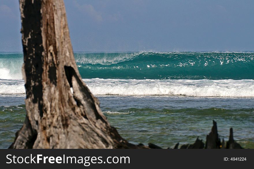 Perfect wave breaking on the reef of Macarronis, mentawai,indonesia