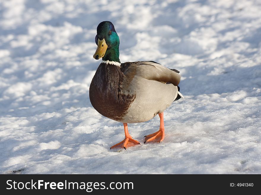 A drake walking in snow. Latin name - Anas platyrhynchos. A drake walking in snow. Latin name - Anas platyrhynchos