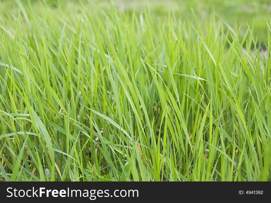 Natural grass - isolated, green grass, fresh grass, uncut grass, grass on a meadow for background