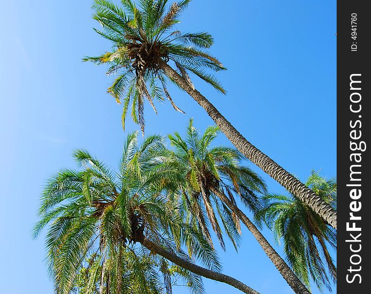 Palm Trees Growing At A Right Angle