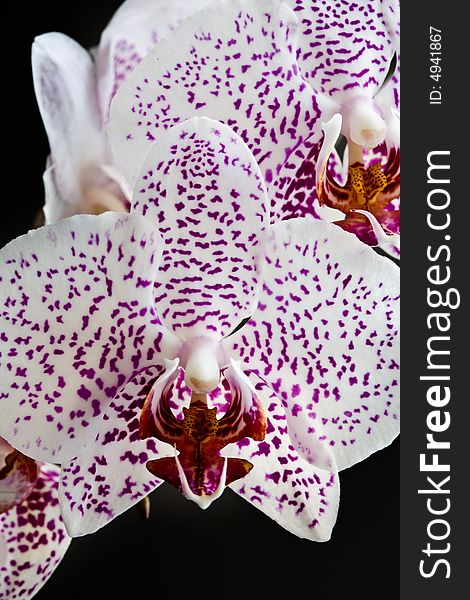 Flower series: flower of orchid over black background