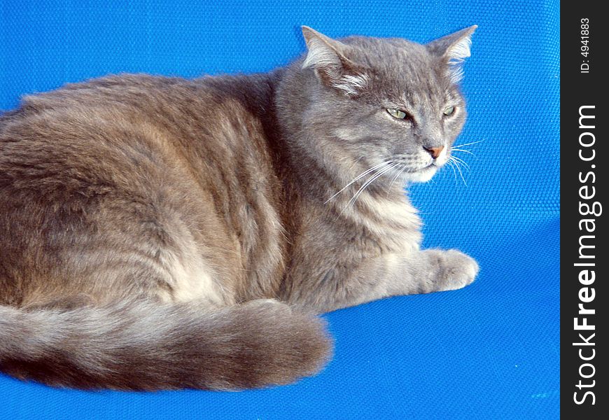 Close-up of a clever cat looking out