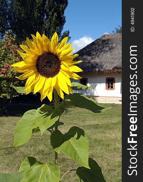 Big flower of sunflower. Rural landscape. Big flower of sunflower. Rural landscape