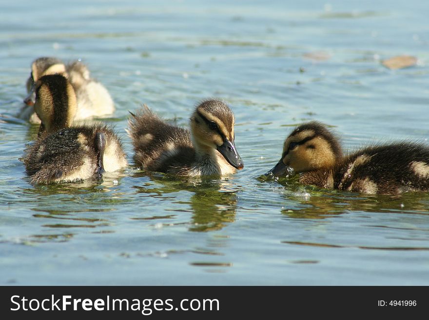 Ducklings are playing on water