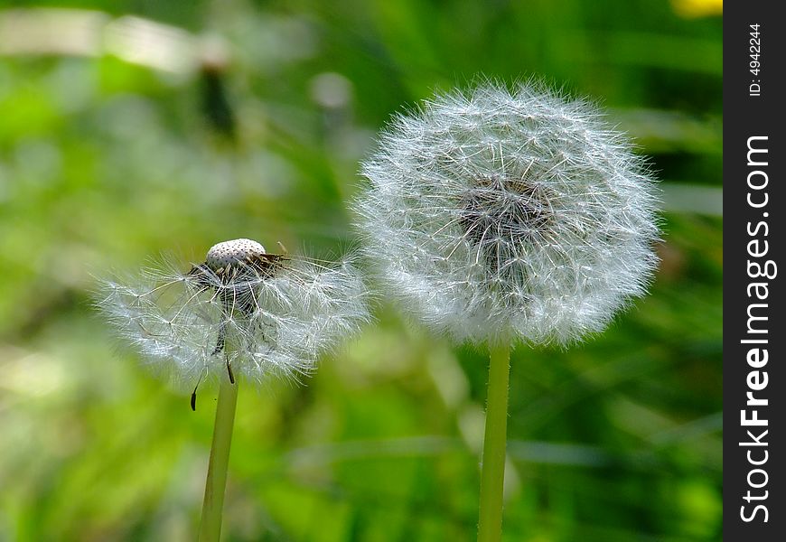 Close-up dandelions, one still intact, while the other was half-blown away