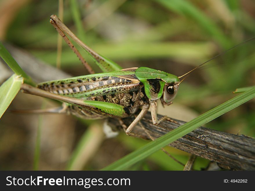 One grasshopper sitting in the grass