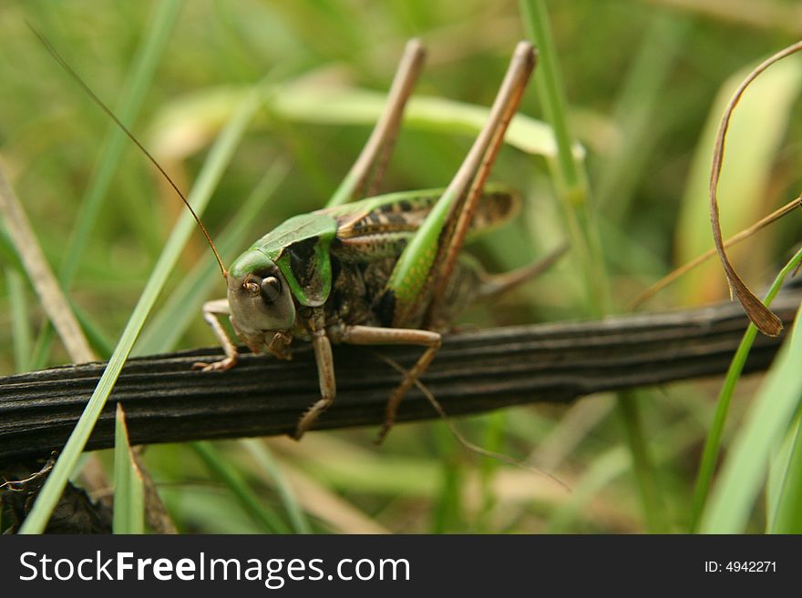 One grasshopper sitting in the grass