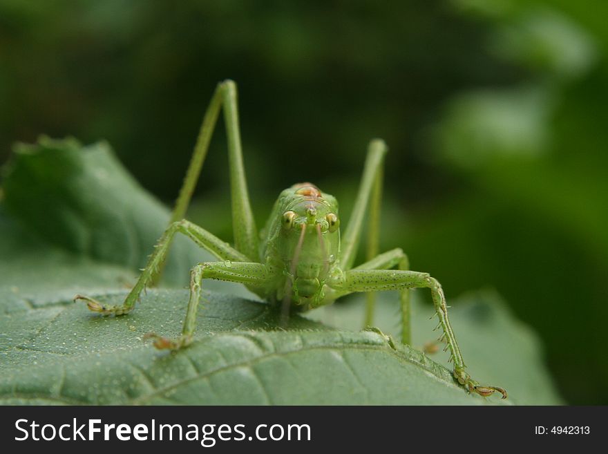 One grasshopper sitting on a leaf