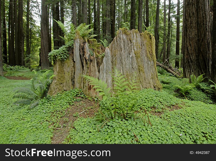 Ancient mossy redwood tree stump surrounded by ferns and wood sorrel. Ancient mossy redwood tree stump surrounded by ferns and wood sorrel