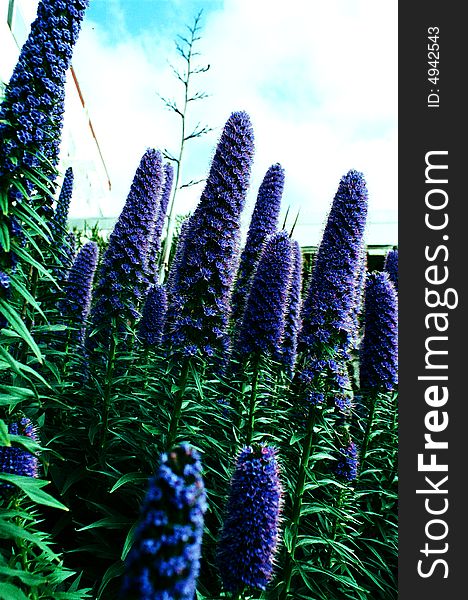 Beautiful purple flowers in a garden. brilliant blue sky contrasted with clouds. Beautiful purple flowers in a garden. brilliant blue sky contrasted with clouds.