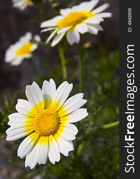 White daisy in spring background