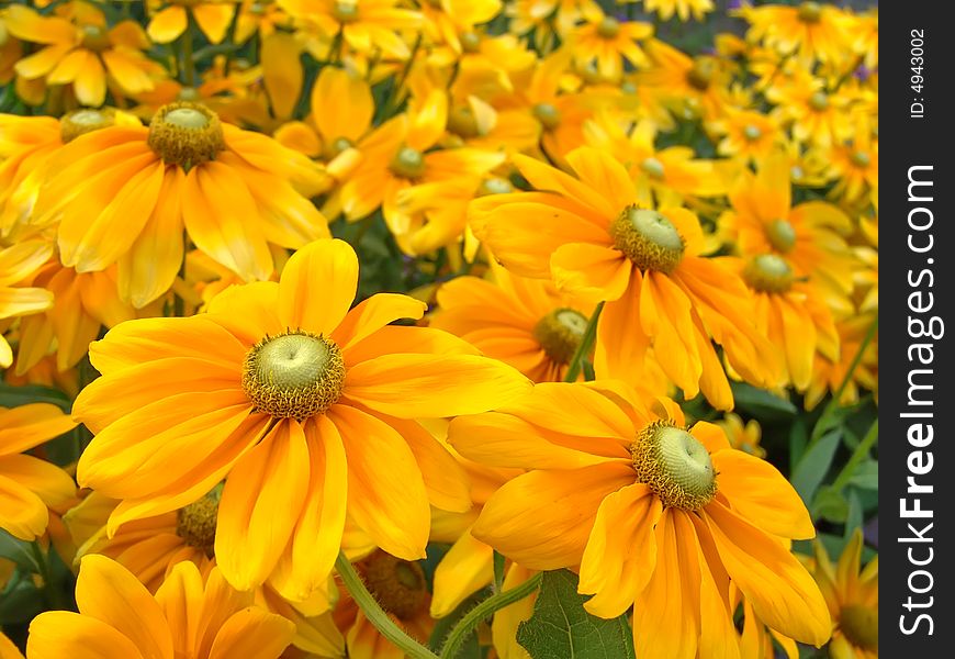 Summer Flower Background. Yellow Herbera. Summer Flower Background. Yellow Herbera.
