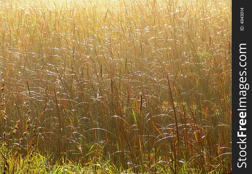 Golden Wild Grass, Early Morning Sun Lighting. Golden Wild Grass, Early Morning Sun Lighting