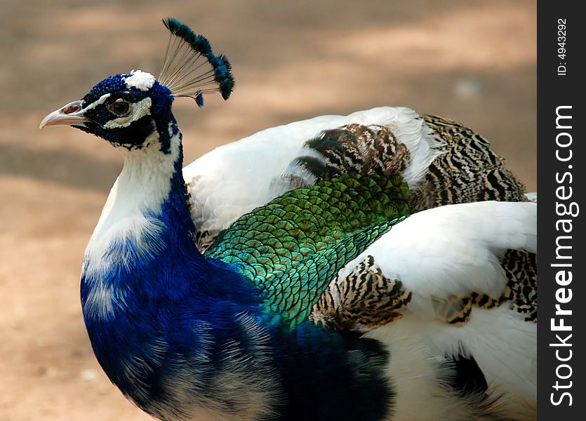 The peacock head with long feather,a female green peafowl.