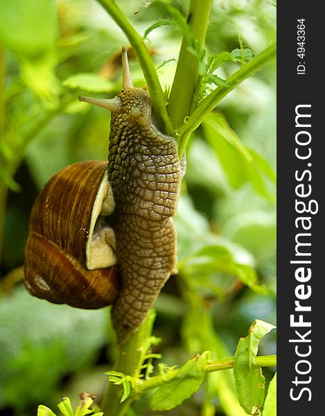 Snail On The Branch