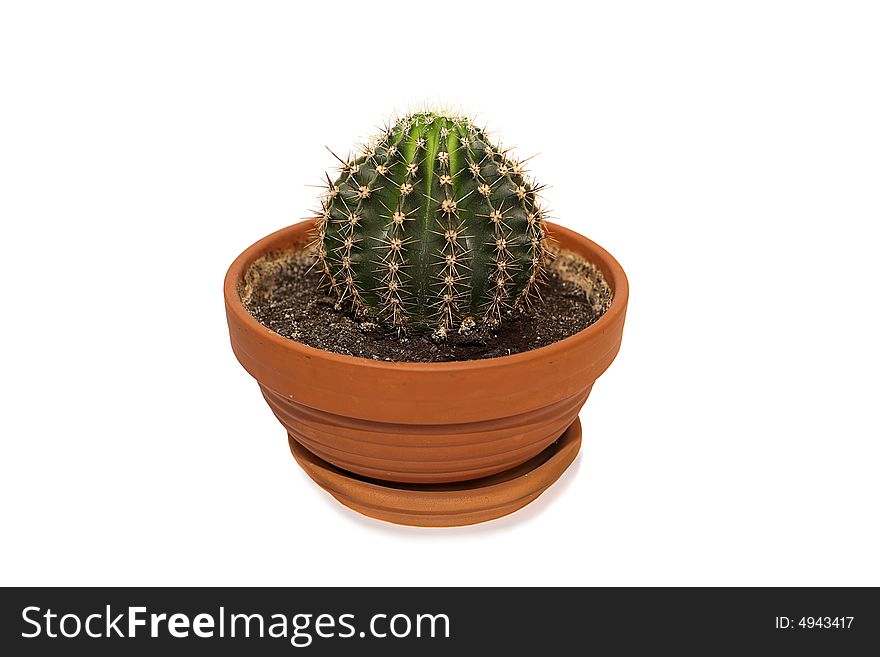 The cactus in the flower-pot on the white background
