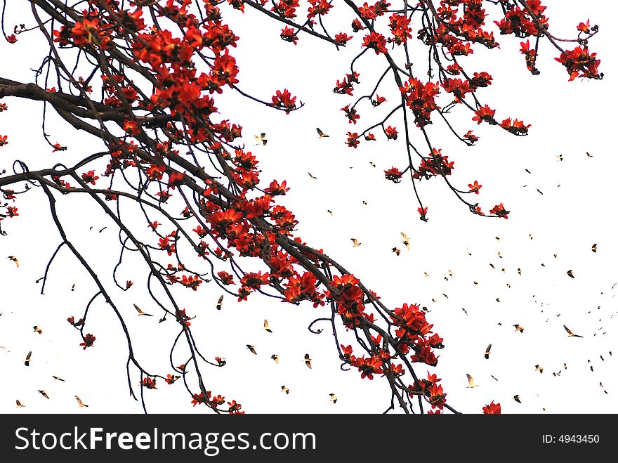 The crimson Kapok flowers and flying egrets. The crimson Kapok flowers and flying egrets.