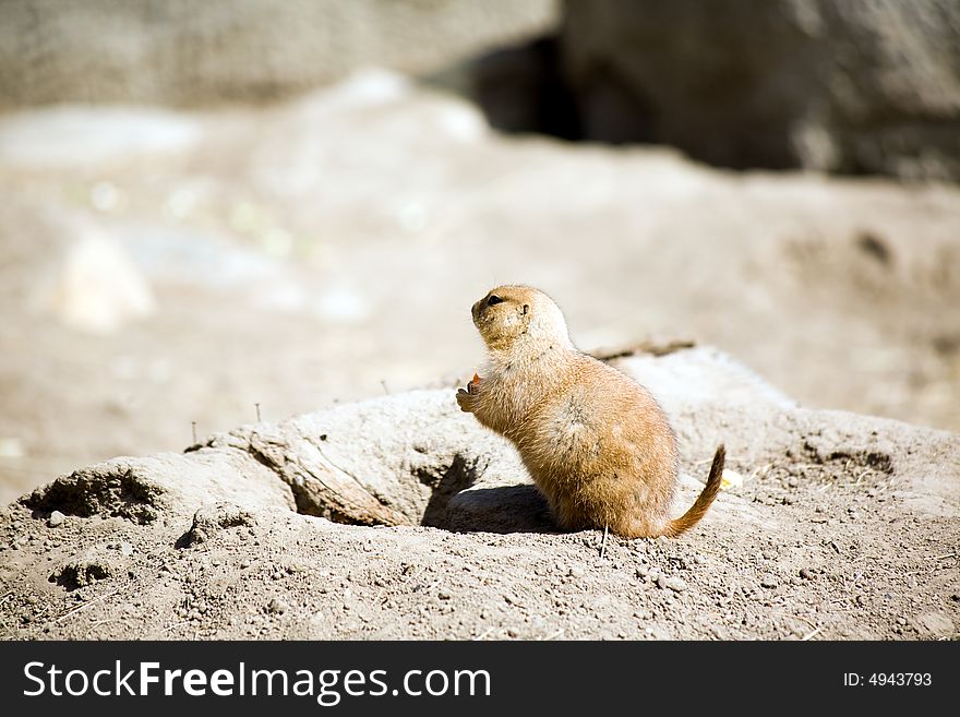 Prairie dog sitting up by his burrow
