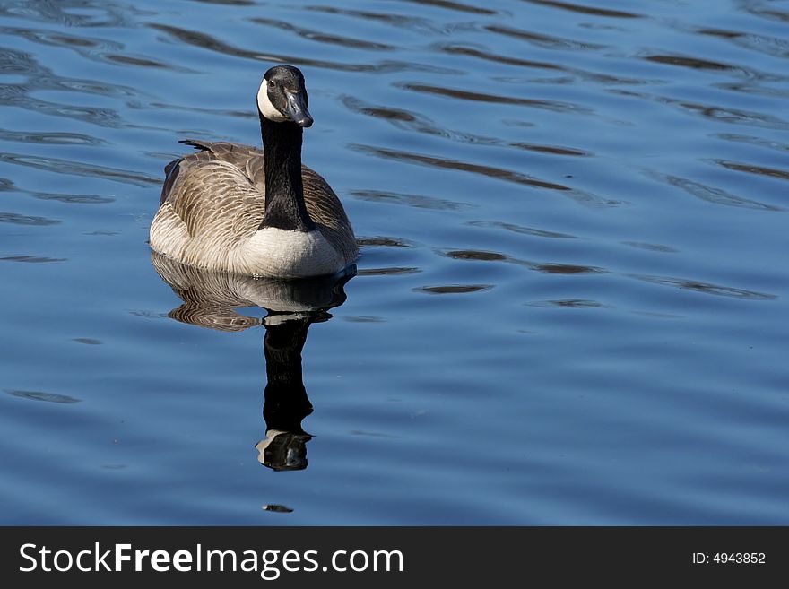 Canadian goose floating on lake surface