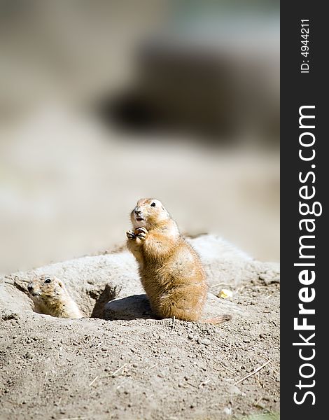 Prairie dog sitting up by his burrow