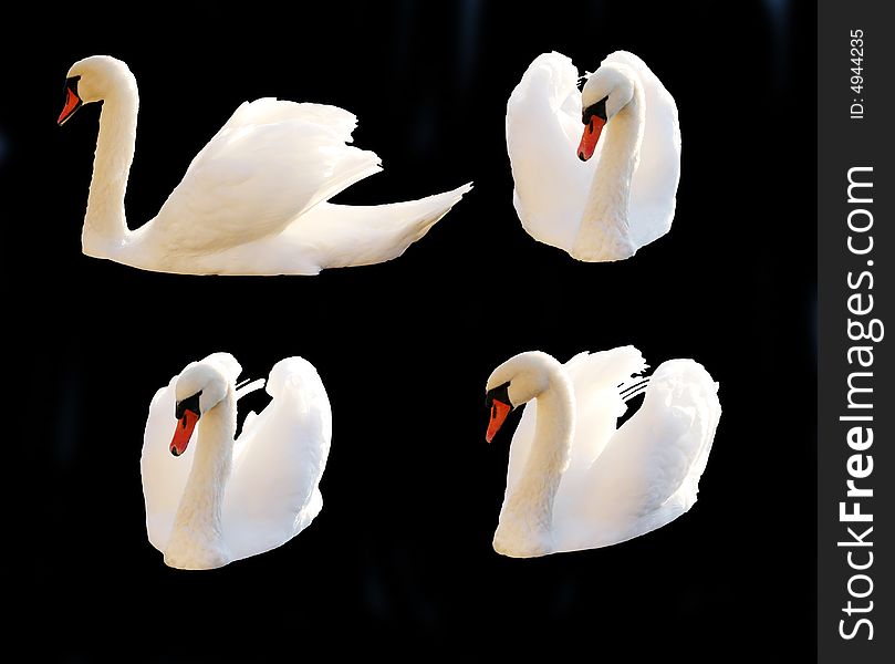 A set of isolated Mute Swans. A set of isolated Mute Swans
