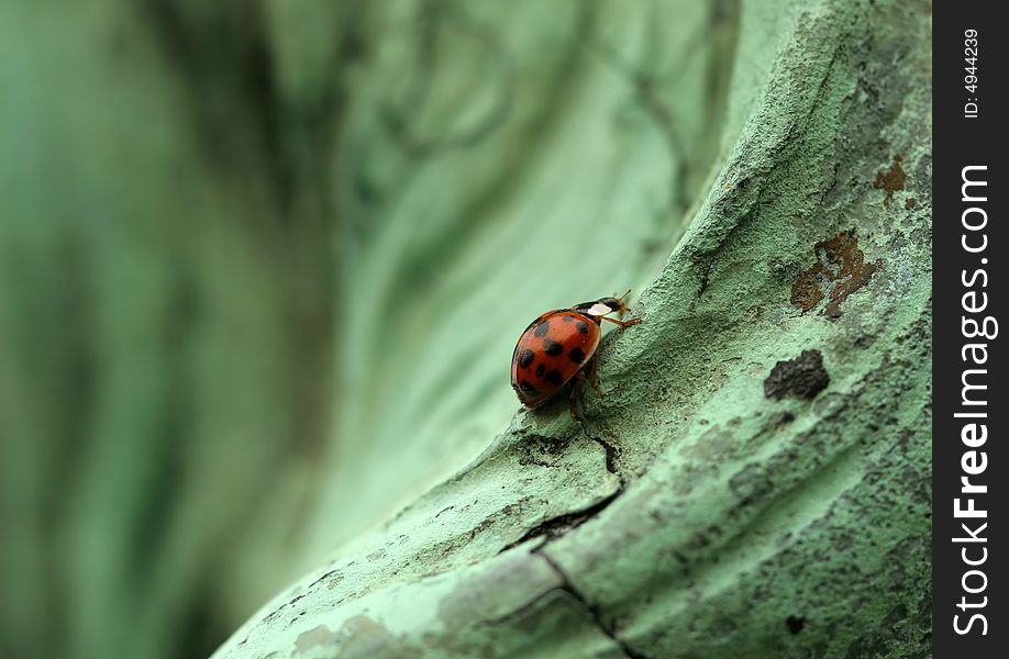 Lady Bug on Statue