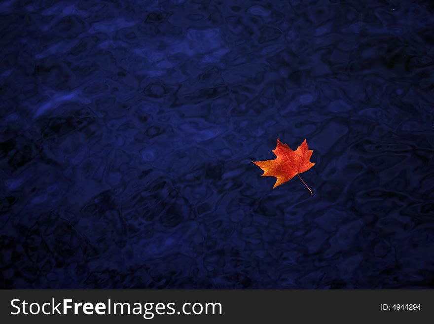 A red maple leaf floats on the rippled water surface. A red maple leaf floats on the rippled water surface
