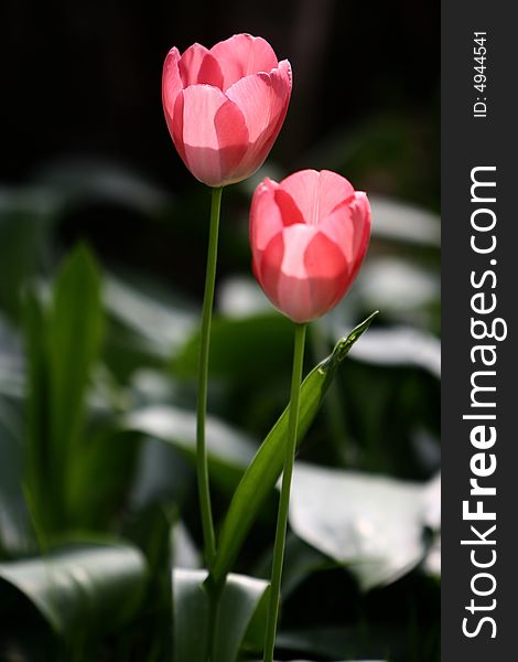 Pink tulips blooming early in spring