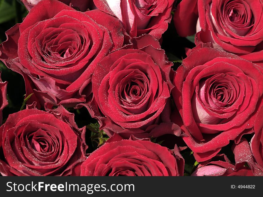 Exciting bright red roses. Bouquet of roses