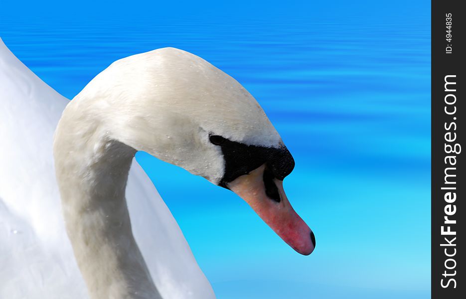 Close-up of swan with enhanced water background. Close-up of swan with enhanced water background