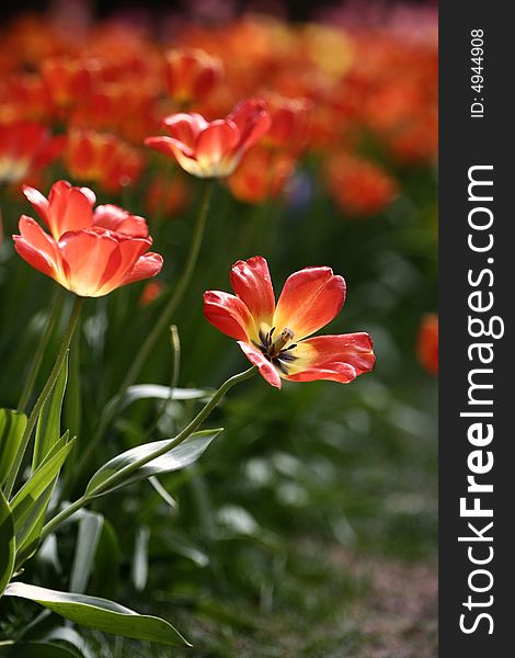 Orange tulips blooming early in spring