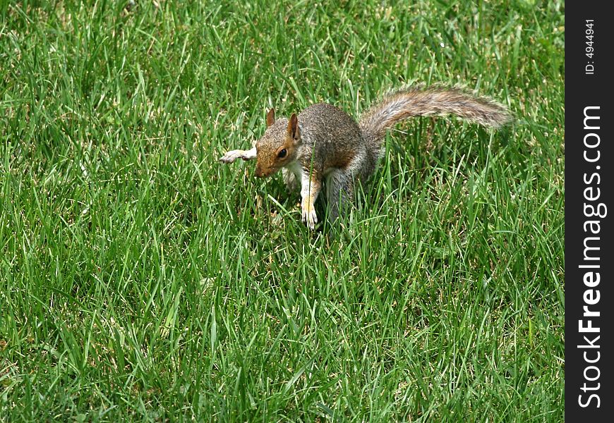 Funny little gray squirrel patting down the grass where he just buried a small pear. Funny little gray squirrel patting down the grass where he just buried a small pear.