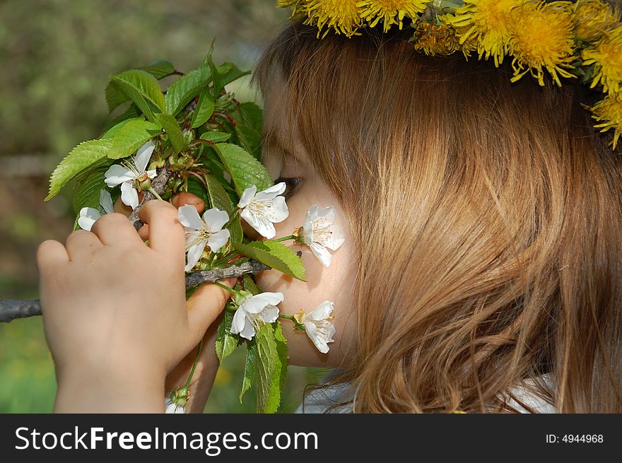 Little girl with dandelion diadem smelling blossoming cherry brunch. Little girl with dandelion diadem smelling blossoming cherry brunch