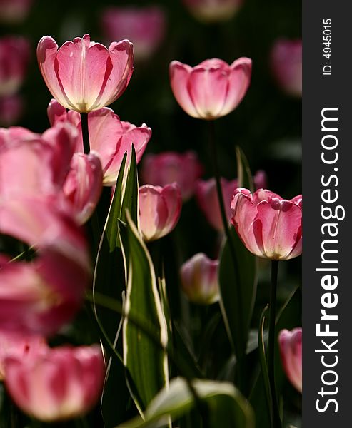 Pink tulips blooming early in spring