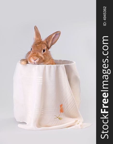 Brown rabbit in the bucket. Brown rabbit in the bucket