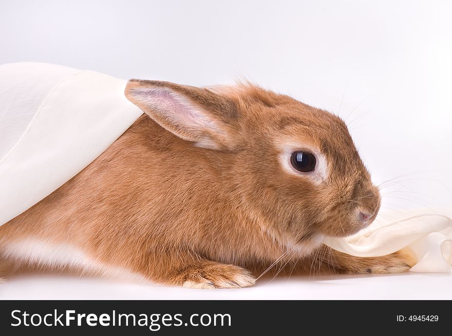 Brown rabbit with  white material. Brown rabbit with  white material